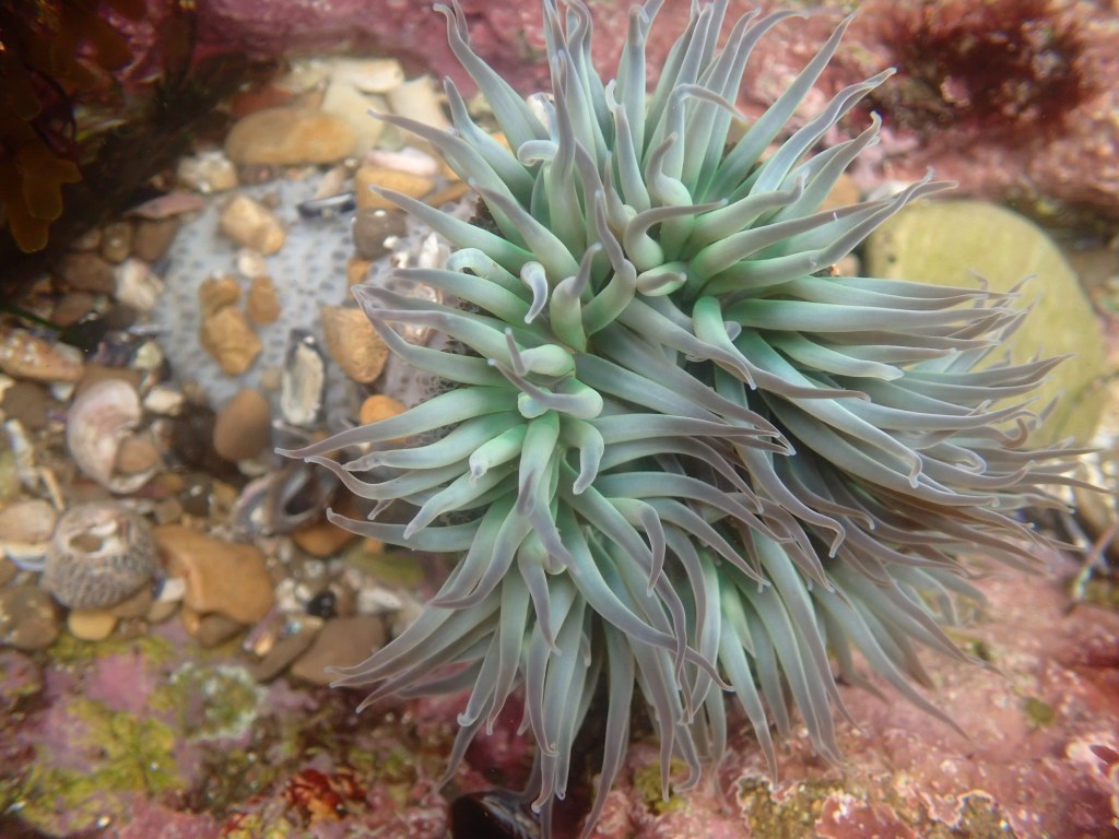 sunburst anemone, anemone, tide pooling in socal, etiquette for tide pooling