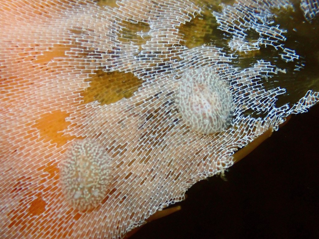 pacific and stienberg's corambes, cryptic nudibranch, sea slugs, camouflage, different species