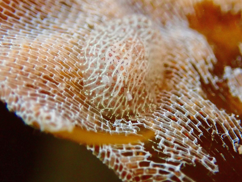 pacific and stienberg's corambes, cryptic nudibranch, sea slugs, camouflage, different species