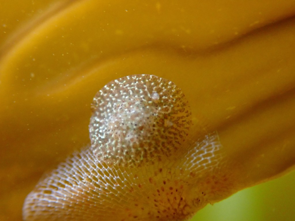 pacific and stienberg's corambes, cryptic nudibranch, sea slugs, camouflage, different species