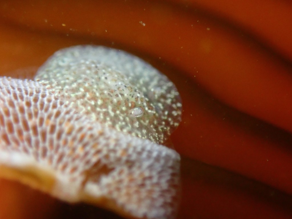 pacific and stienberg's corambes, cryptic nudibranch, sea slugs, camouflage, different species
