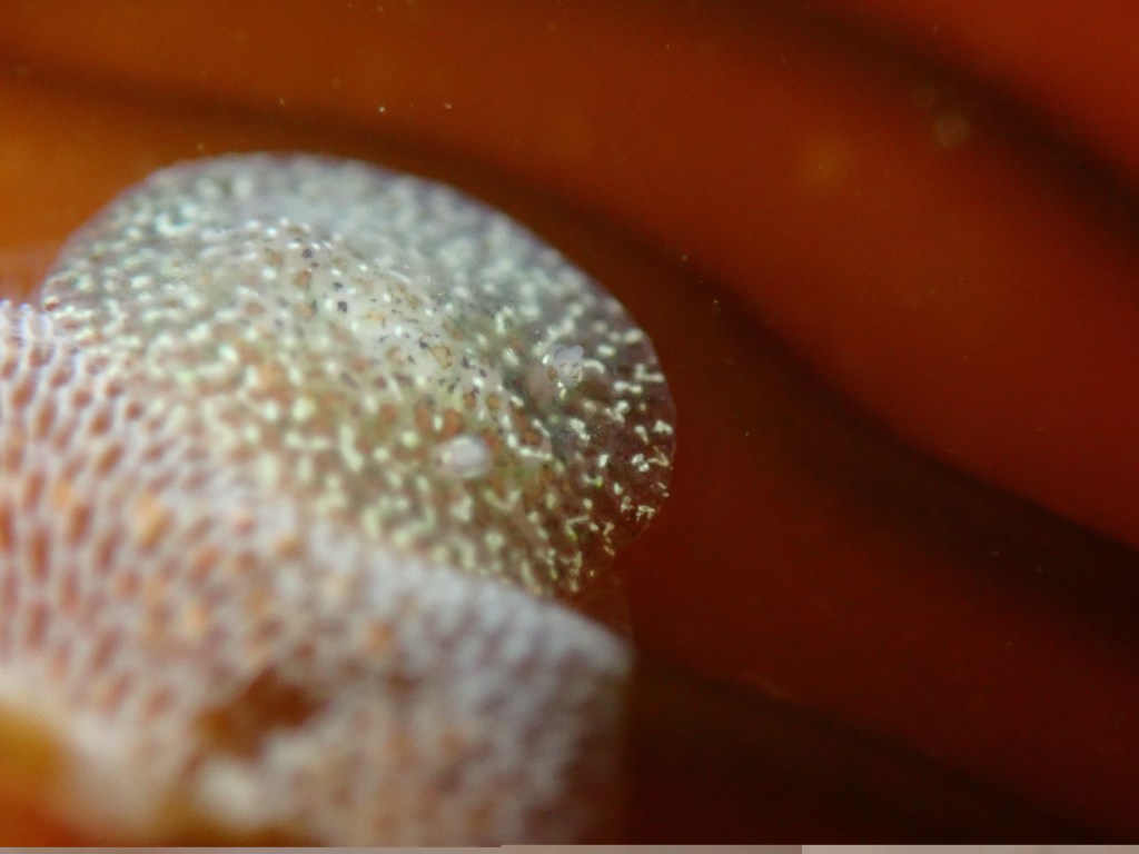 pacific and stienberg's corambes, cryptic nudibranch, sea slugs, camouflage, different species