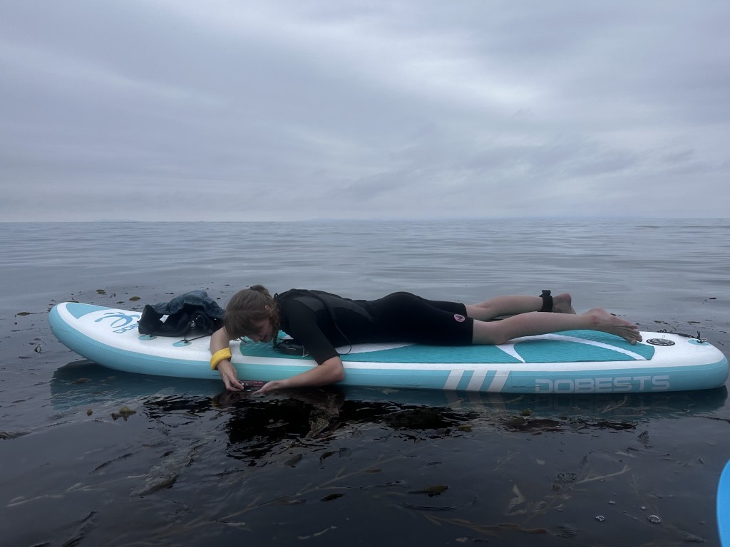 marine photography, taking pictures of marine life, paddle boarding, sup, open ocean