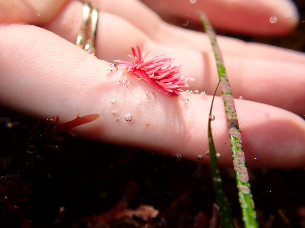 How Big Are&nbsp;Nudibranchs?