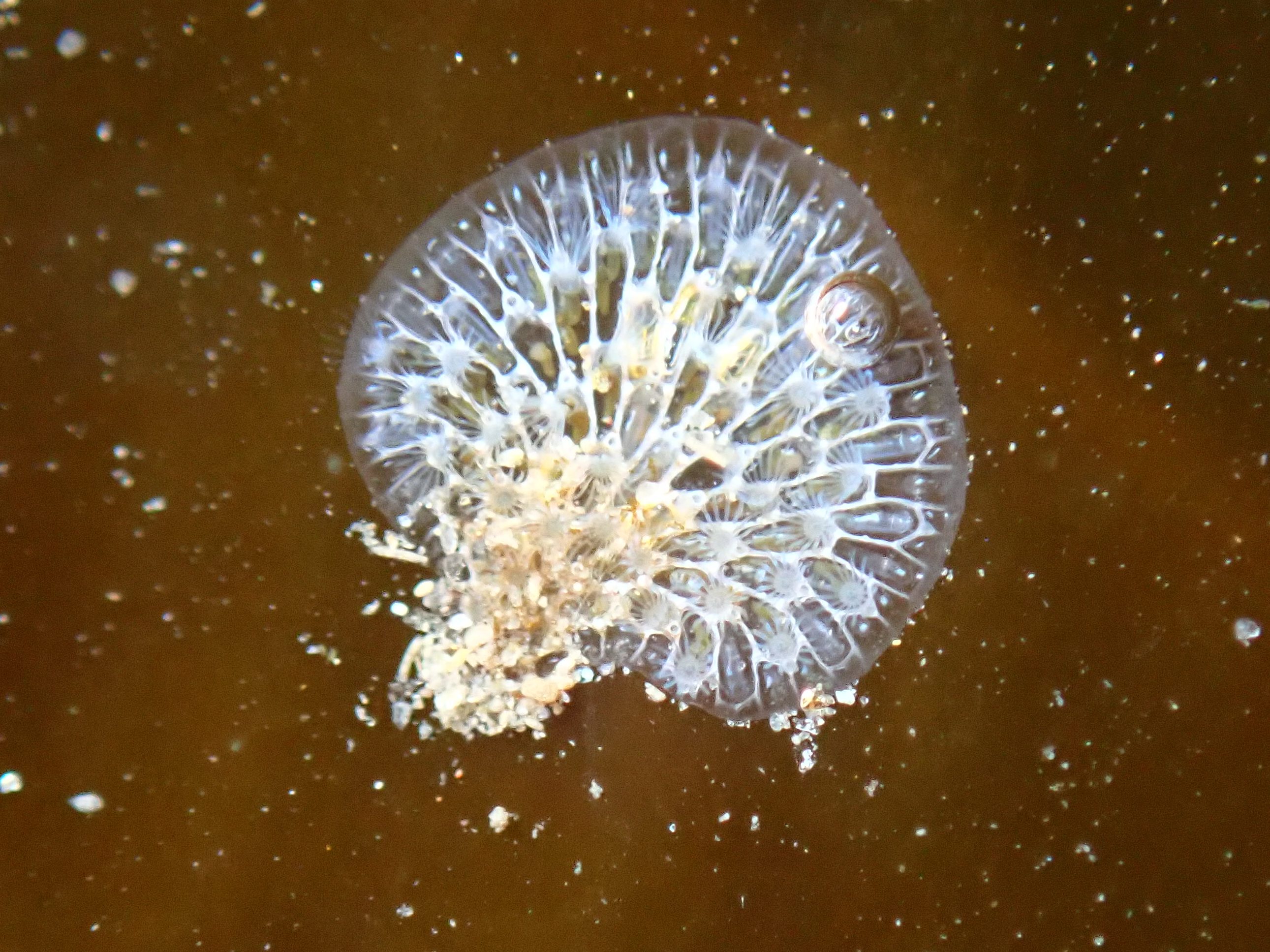 lacy kelp bryozoan, giant kelp, colonial animals, pacific and stienberg's corambes, cryptic nudibranch, sea slugs, camouflage, different species