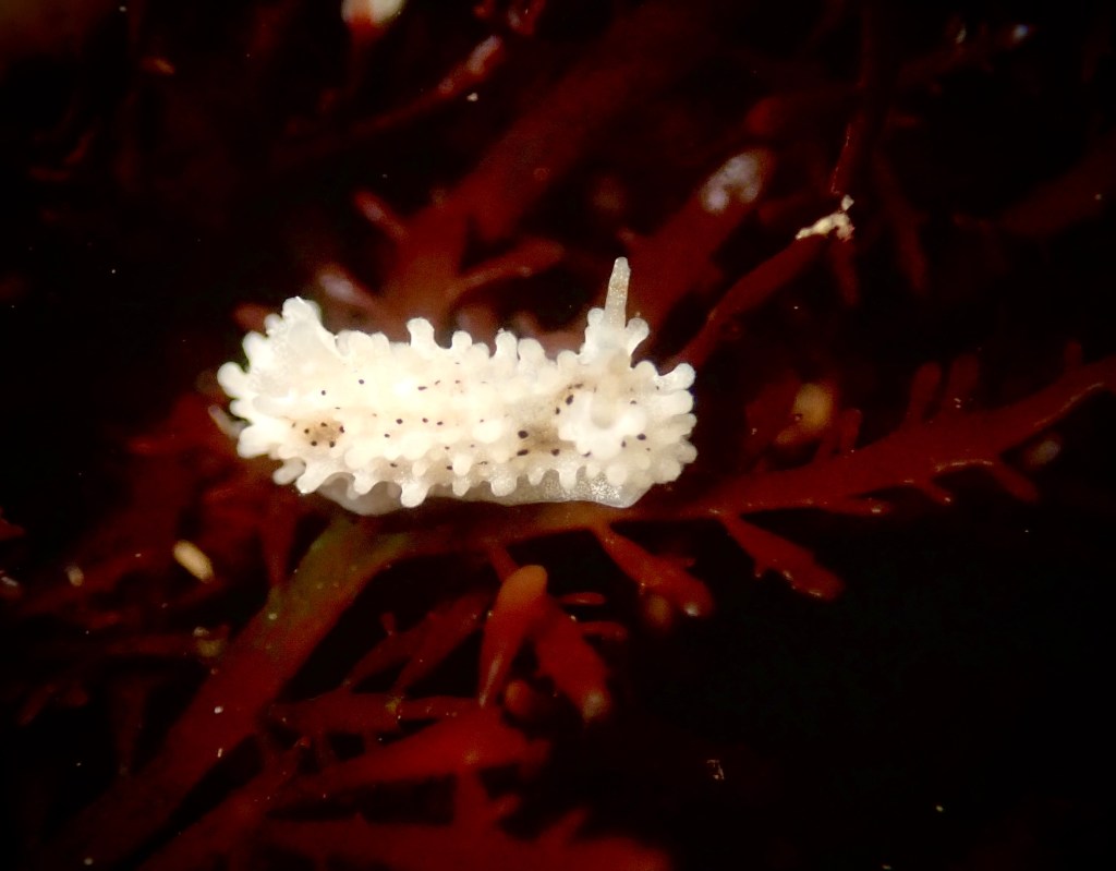 Salt and pepper dorid, california nudibranchs, how big are nudibranchs, sea slugs in the tide pools