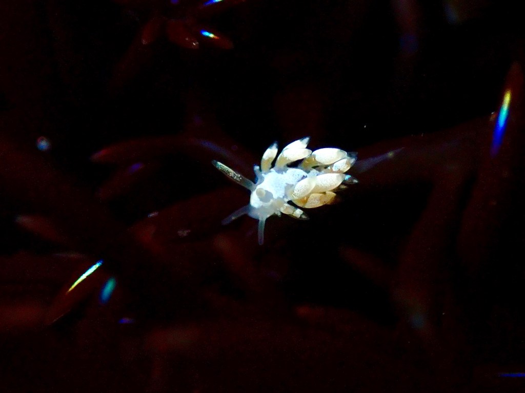White Crusted Aeolid, small nudibranch, how big are nudibranchs, sea slugs at the tide pools