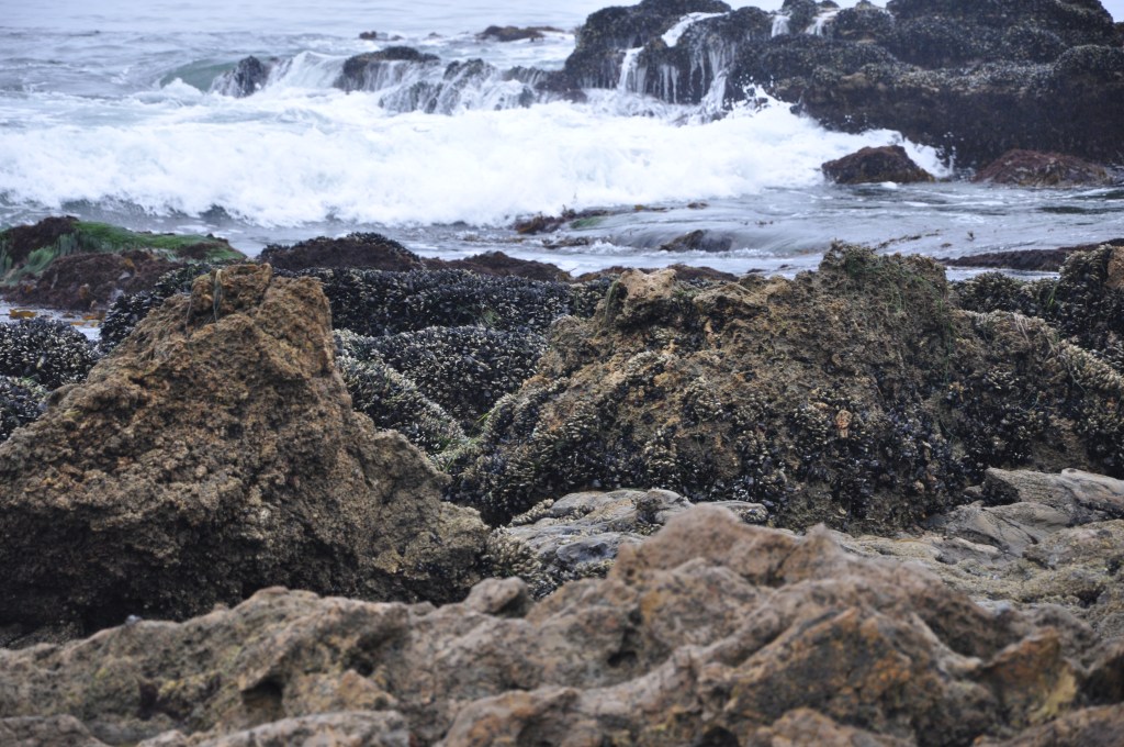 tide pooling safety, tide pooling so cal, stay safe at the tide pools, waves, surf, rocks, sessile animals