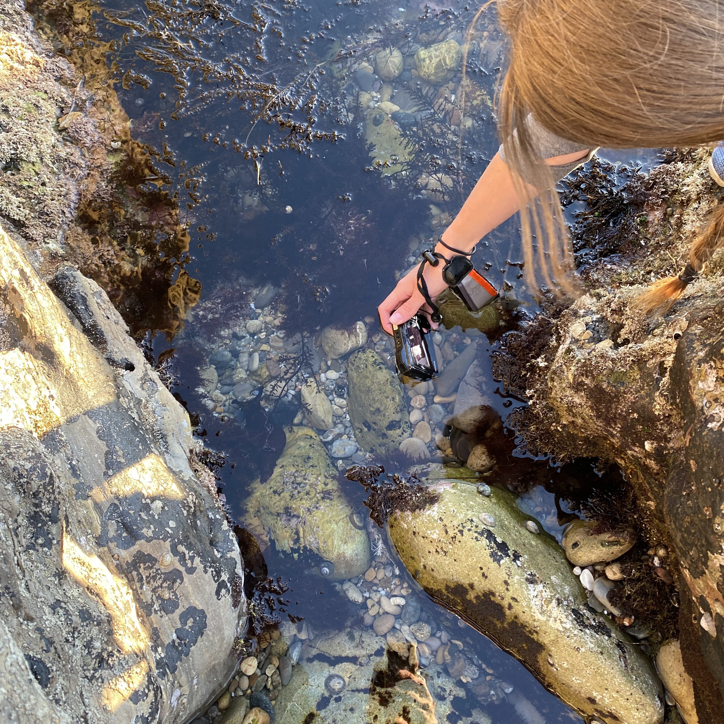 underwater camera, tide pool photography, better pictures at the tide pools, southern california tide pooling