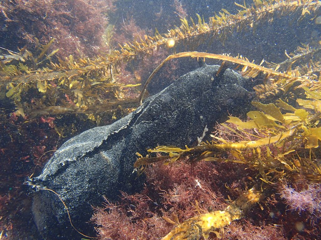 black sea hare, big sea slug, big animals in the tide pools, large tide poo animals