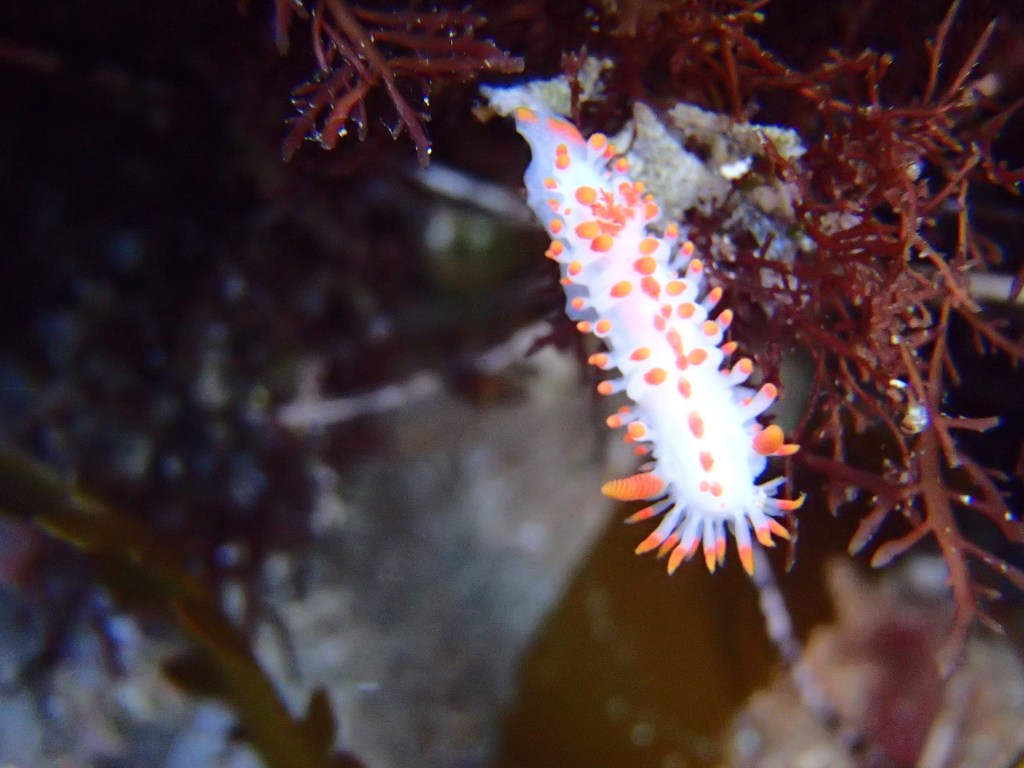 mcdonald's dorid, tide pool photography, compact underwater cameras, nudibranchs, sea slugs