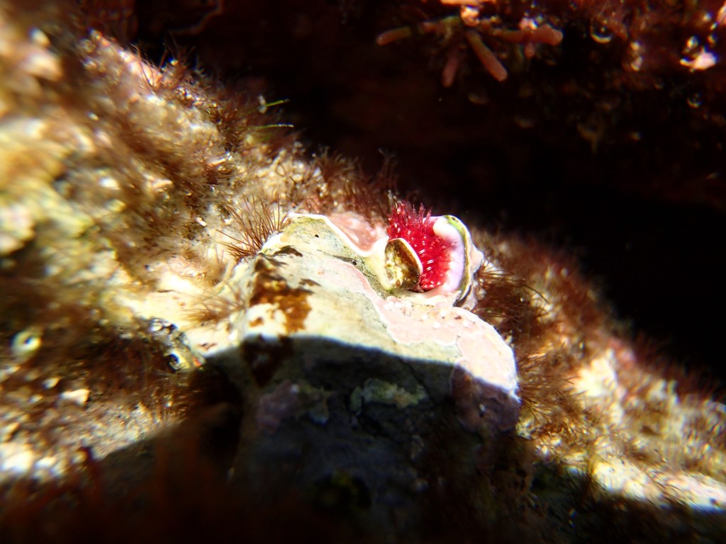 Christmas tree worm, tide pooling photography, tide pool animals, compact underwater cameras