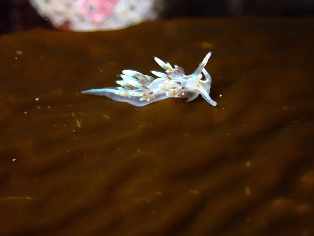 opalescent nudibranch, sea slugs in the tide pools, southern California, tide pooling in socal