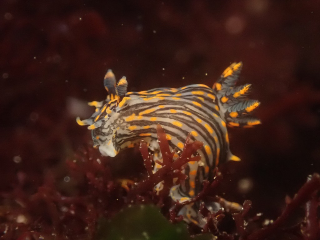 Learn How to Find Nudibranchs: Spotting Challenge