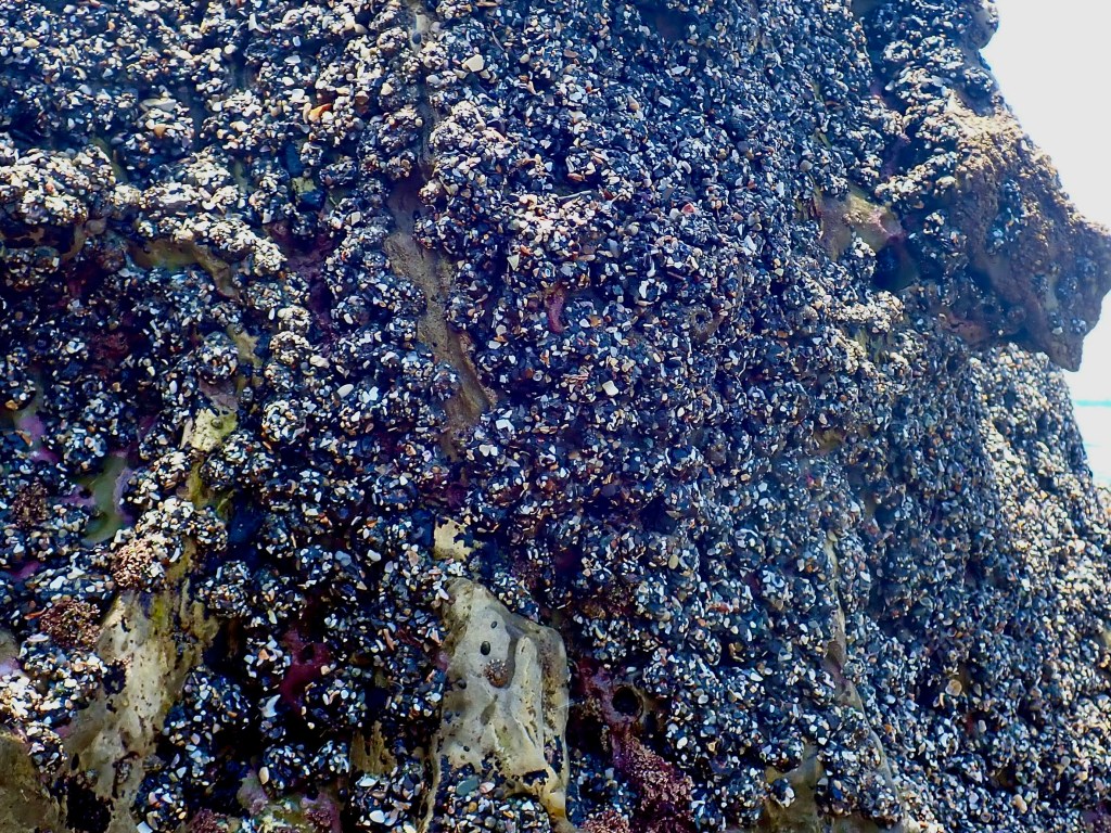 aggregating anemones, tide pools in socal, Southern California, cnidarians, tiny stings