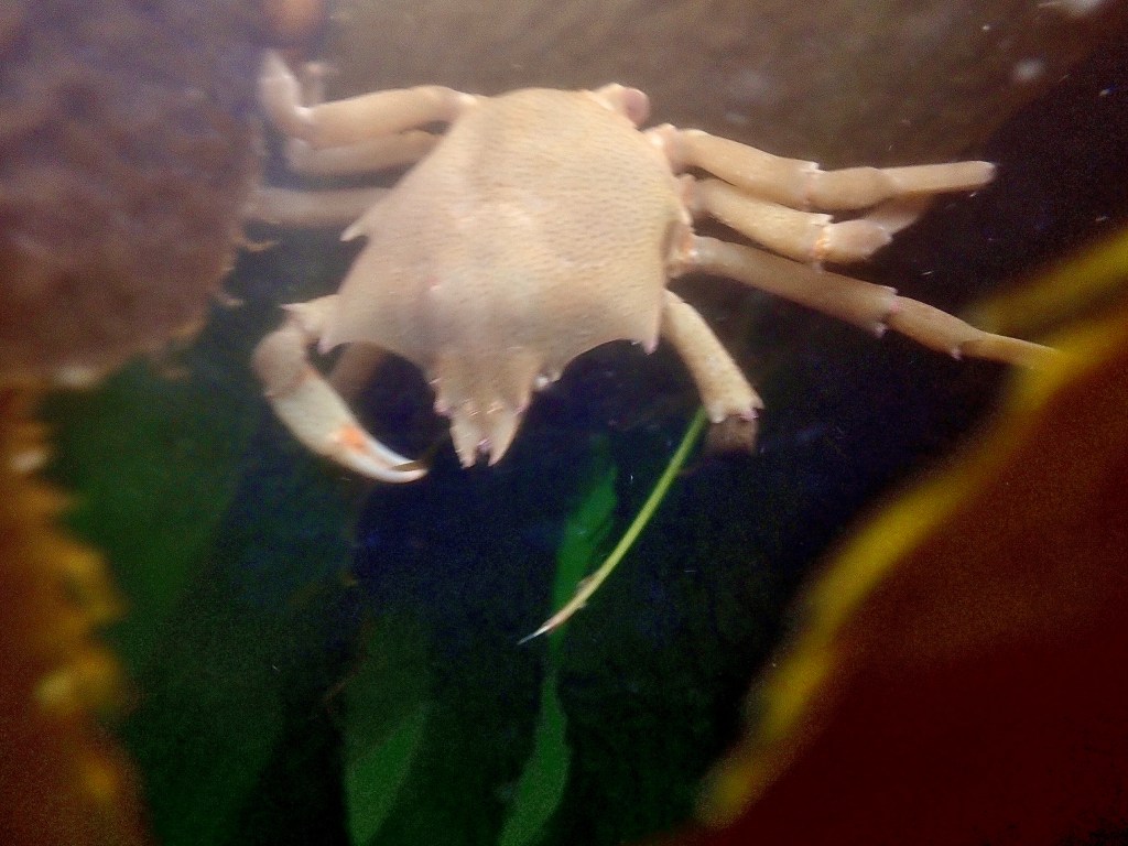 northern kelp crab, crustaceans, tide pooling in socal, large animals in the tide pools