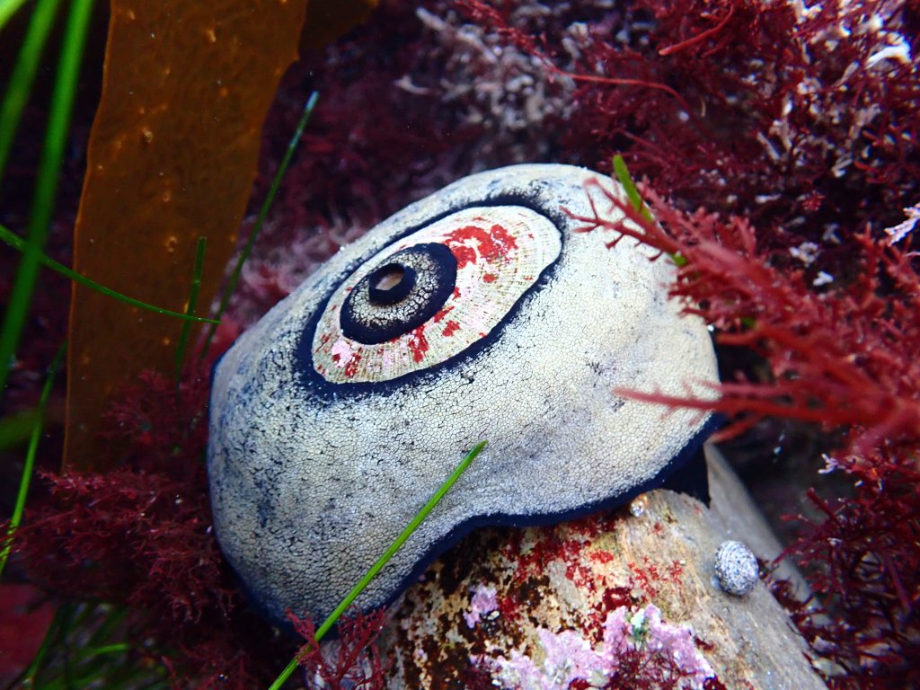 giant keyhole limpet, large animals in the tide pools, mollusk, keyhole, limpets, not true limpets