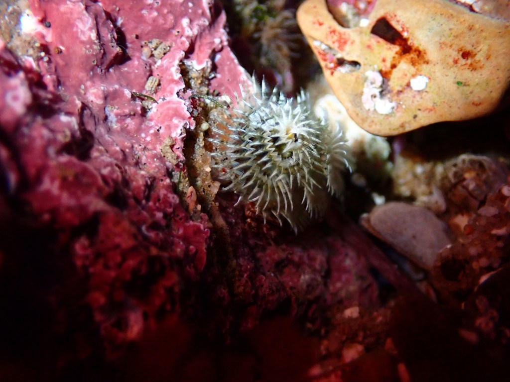 Christmas tree worm, tide pooling in California, photography at the tide pools, better tide pool photography