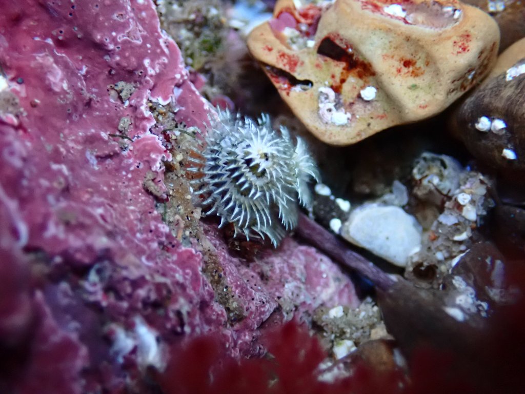 Christmas tree worm, tide pooling in California, photography at the tide pools, better tide pool photography