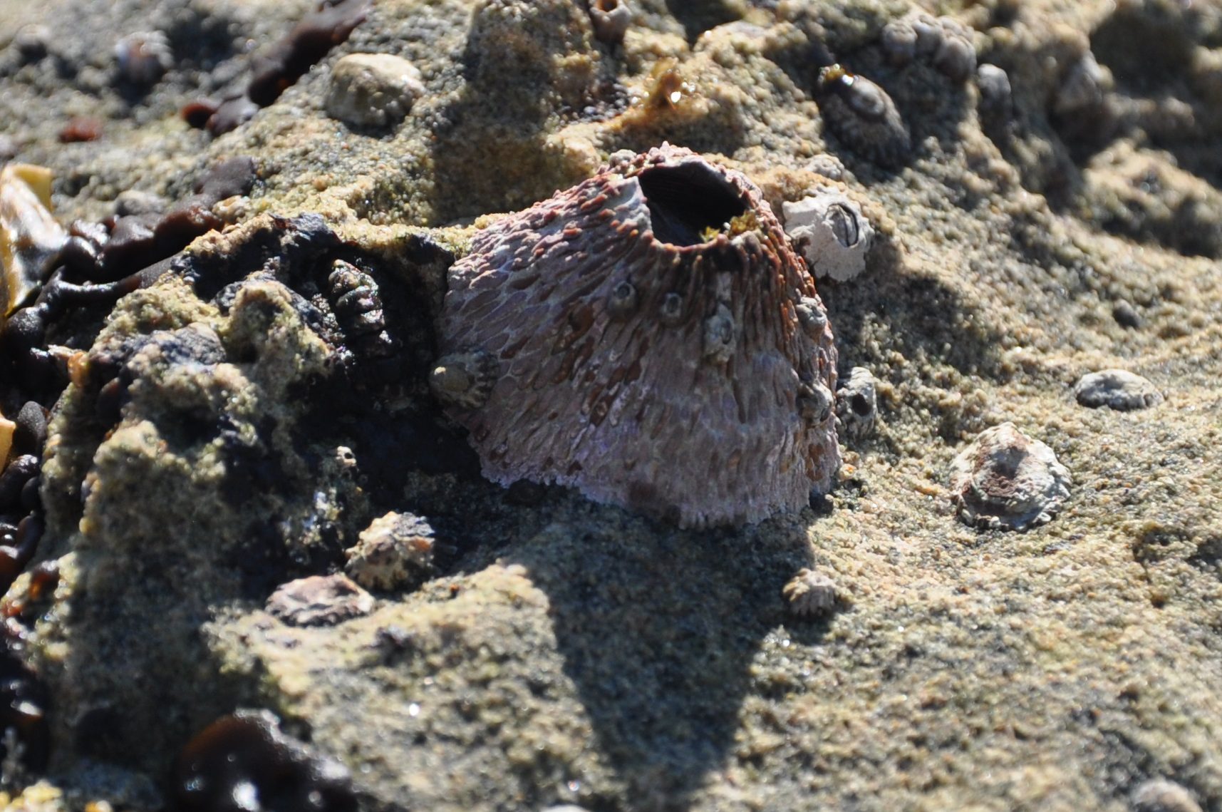 volcano limpet, mankind essay, tide pooling, tide pools in southern California, encrusted with life