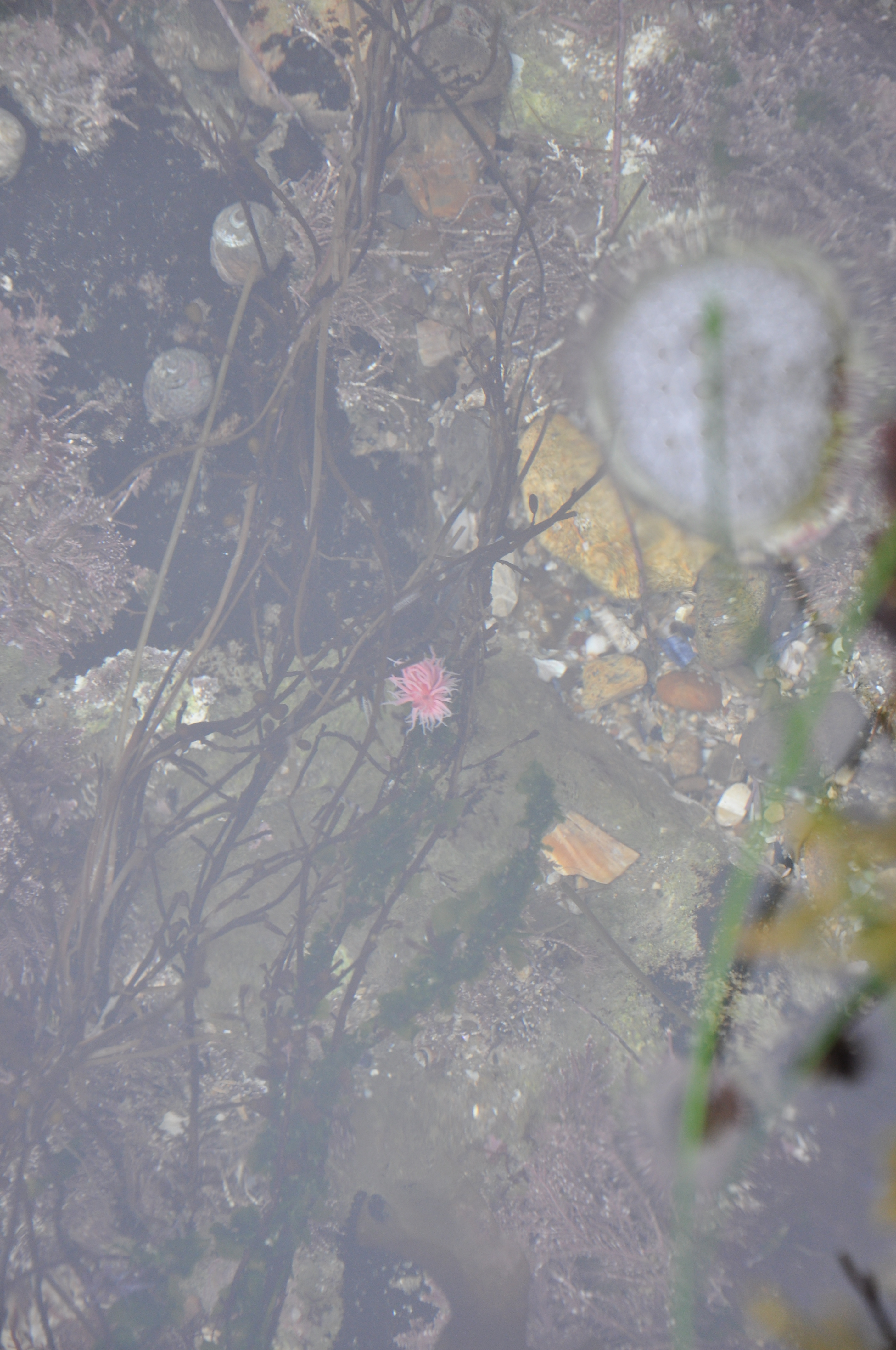 nudibranch spotting challenge, learn how to spot nudibranchs, tide pooling in so cal, sea slugs