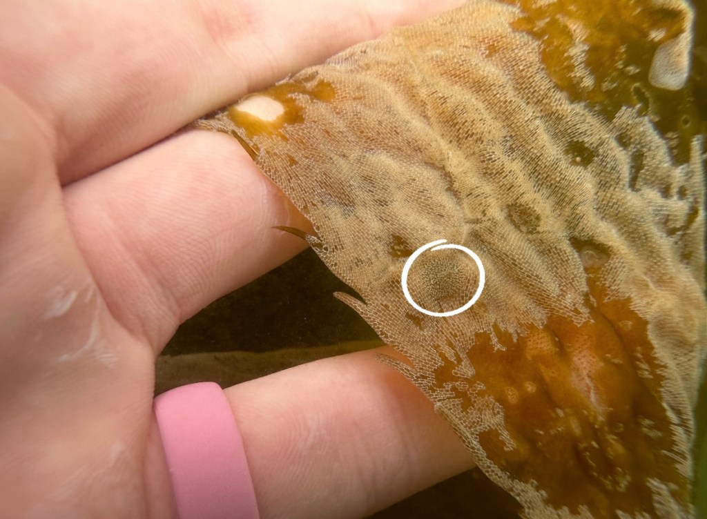 pacific corambe,  learn to find nudibranchs, tide pooling, nudibranch spotting challenge