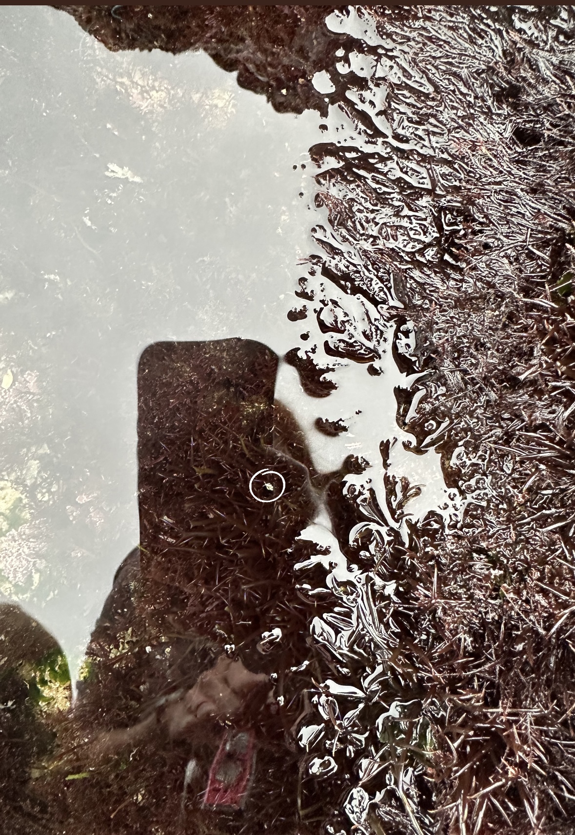 white crusted aeolid, learn to find nudibranchs, tide pooling, nudibranch spotting challenge