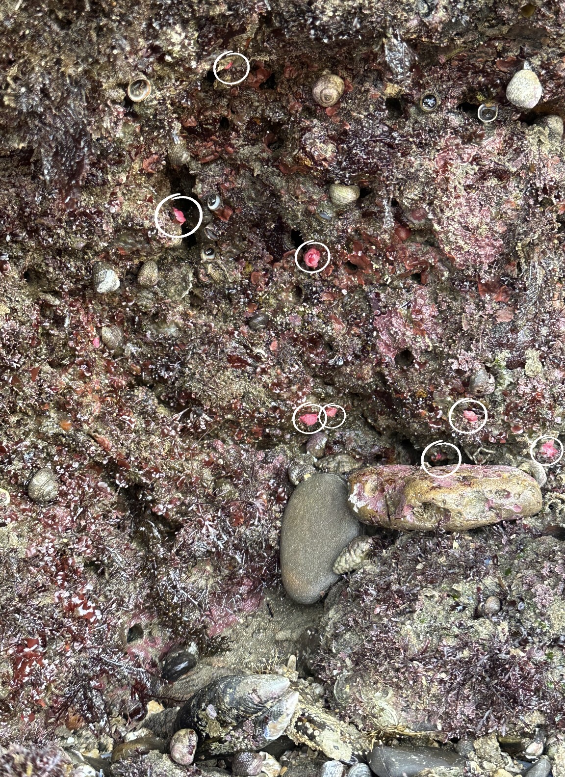 hopkins rose nudibranch, sea slugs out of water, learn to find nudibranchs, tide pooling, nudibranch spotting challenge