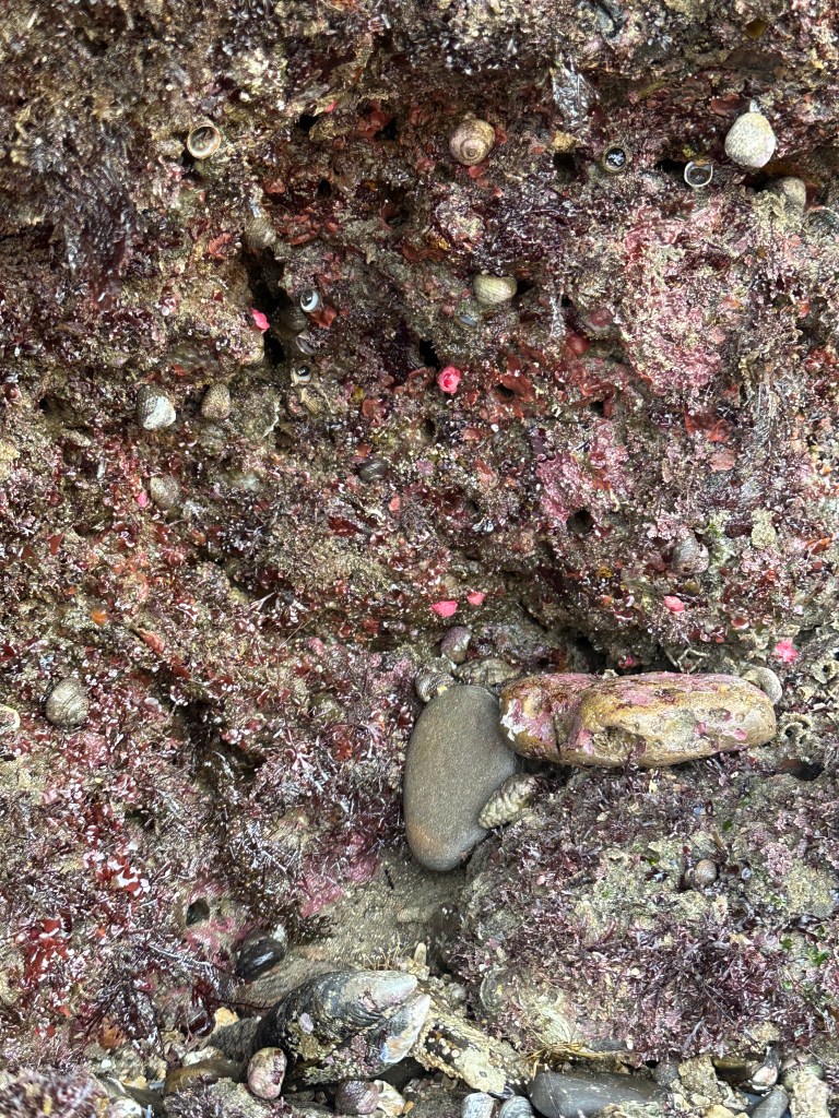 Hopkins rose nudibranch, learn to find nudibranchs, tide pooling, nudibranch spotting challenge, nudibranchs outside of water