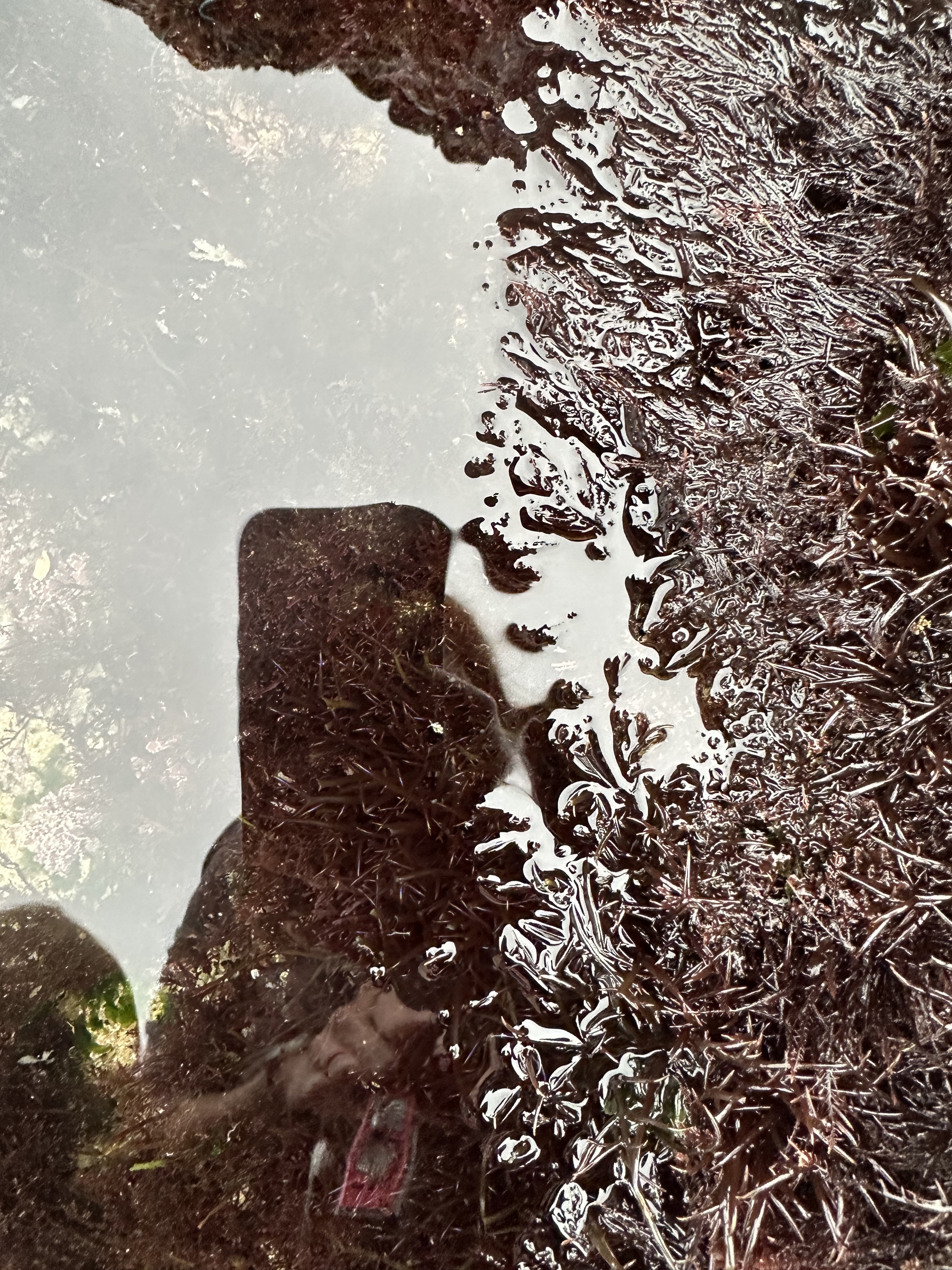 white crusted aeolid,  learn to find nudibranchs, tide pooling, nudibranch spotting challenge