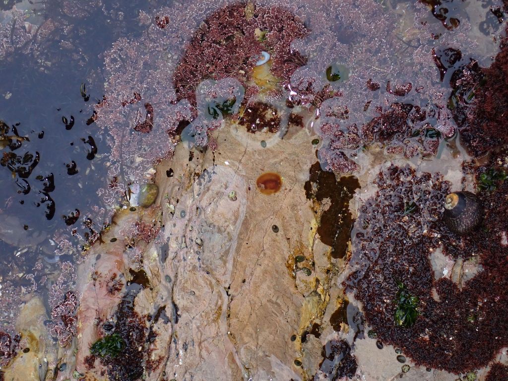 Yellow Spotted sea goddess, learn to find nudibranchs, tide pooling, nudibranch spotting challenge