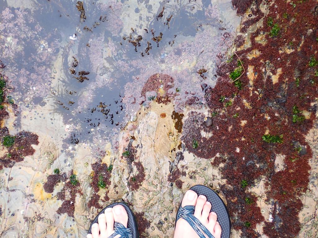 Yellow Spotted sea goddess, learn to find nudibranchs, tide pooling, nudibranch spotting challenge