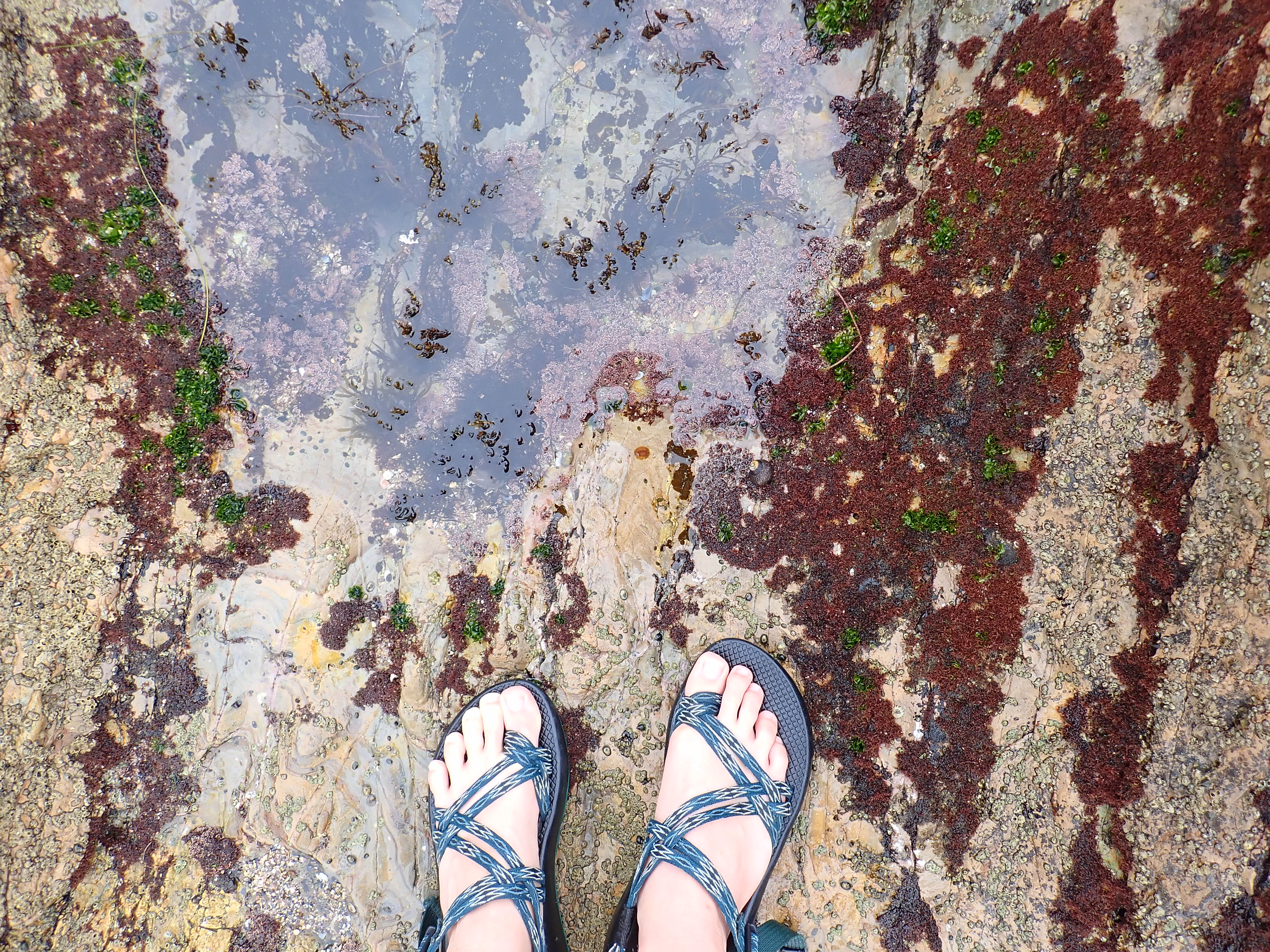 Yellow Spotted sea goddess, learn to find nudibranchs, tide pooling, nudibranch spotting challenge