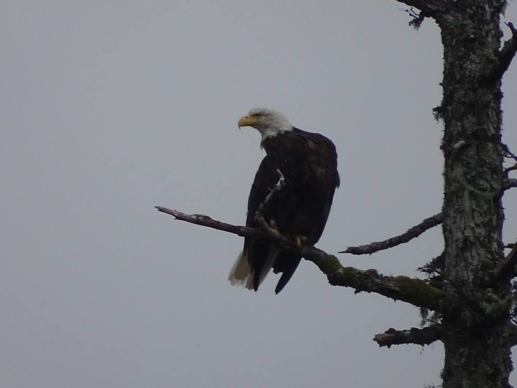 bald eagle, tide pooling log, tide pooling in alaska, inside passage, AK, what do you see tide pooling in Alaska