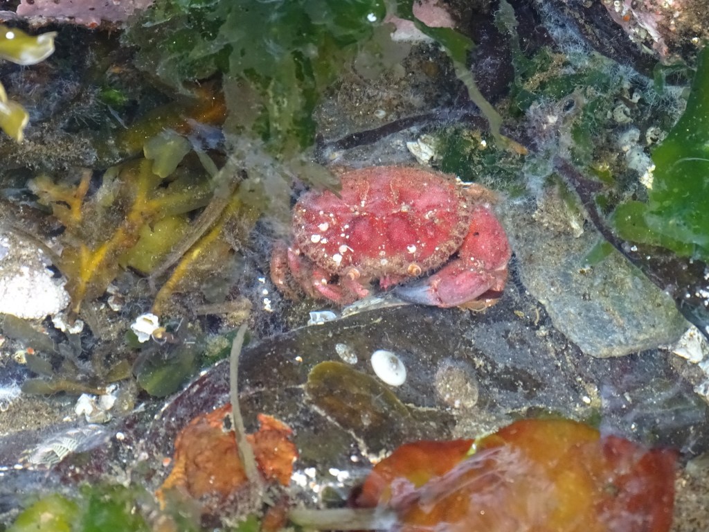 pygmy rock crab, tide pooling log, tide pooling in alaska, inside passage, AK, what do you see tide pooling in Alaska
