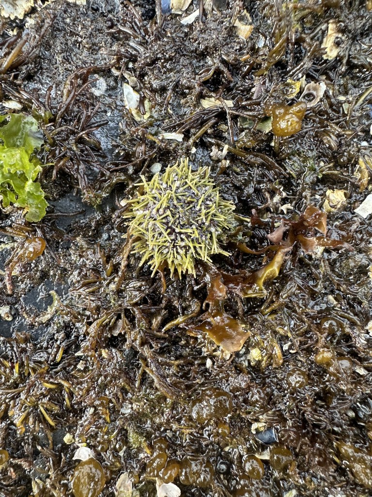 sea urchin, tide pooling log, tide pooling in alaska, inside passage, AK, what do you see tide pooling in Alaska