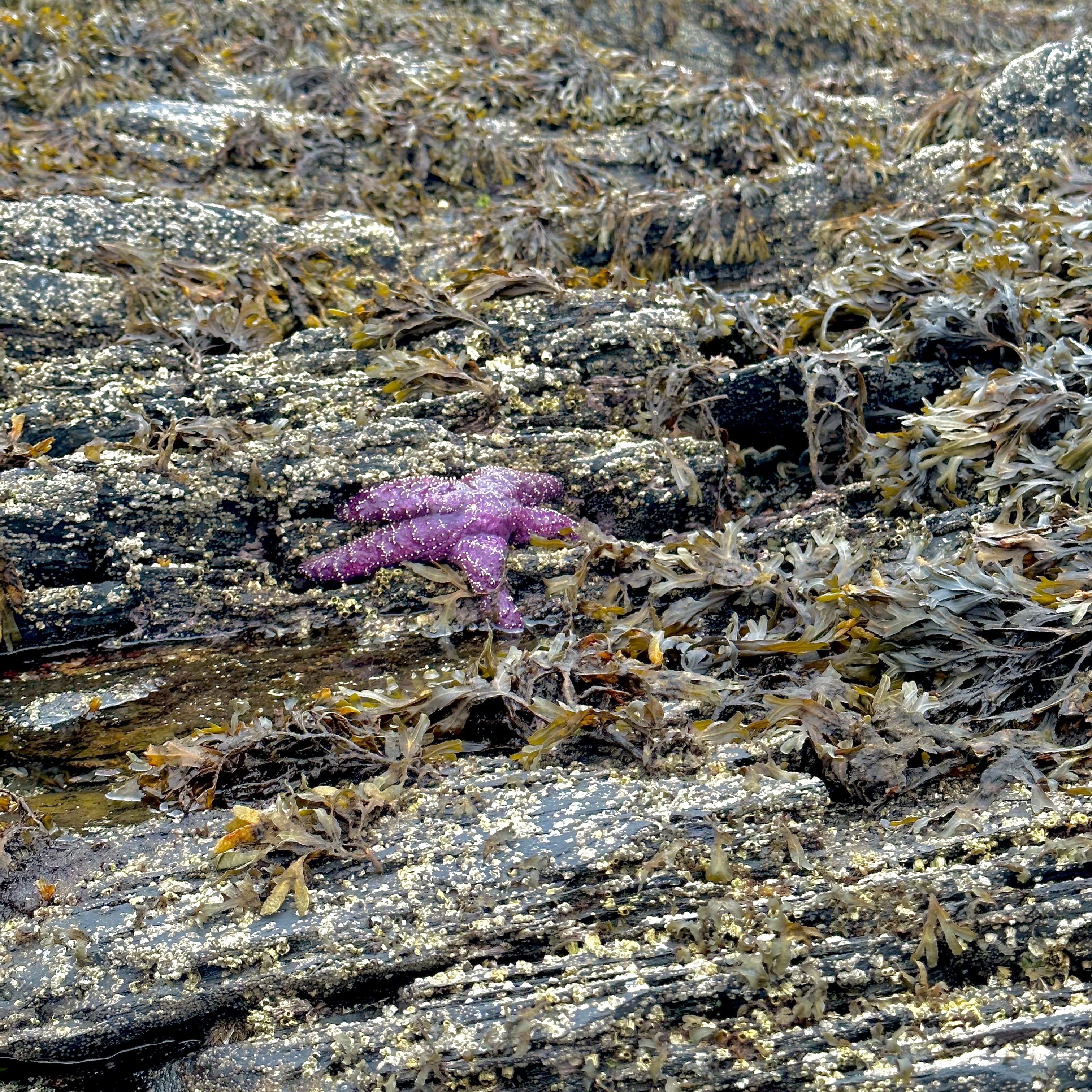 Ochre sea star, tide pooling, intertidal keystone species, starfish