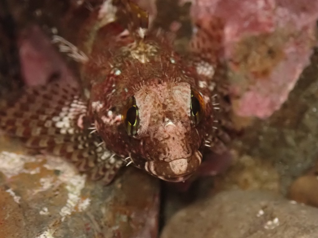 Woolly sculpin, taking your kids tide pooling, marine life, fish
