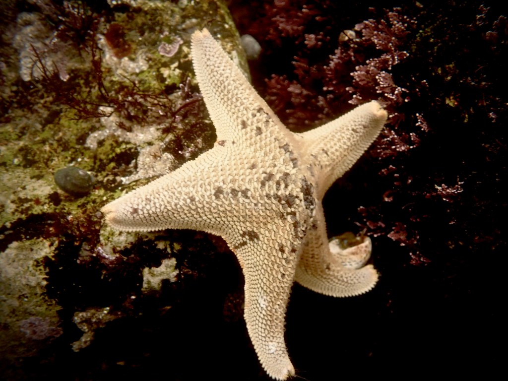 how low does the tide need to be? When to go tide pooling, tide pooling 101, bat star, echinoders,