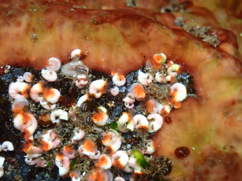 spiral tube worms, tide pooling log, tide pooling in alaska, inside passage, AK, what do you see tide pooling in Alaska