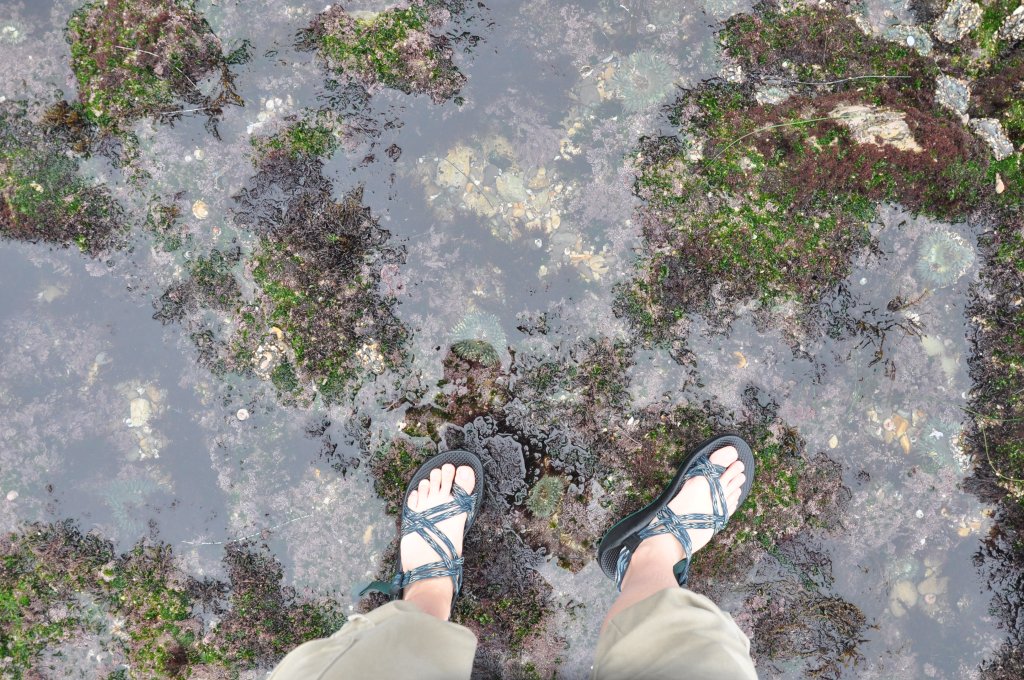 Tide Pooling alone, how to go tide pooling alone safely, should I tide pool alone? Tide pooling socal, tide pooling Hawaii, shoes, tide pooling shoes
