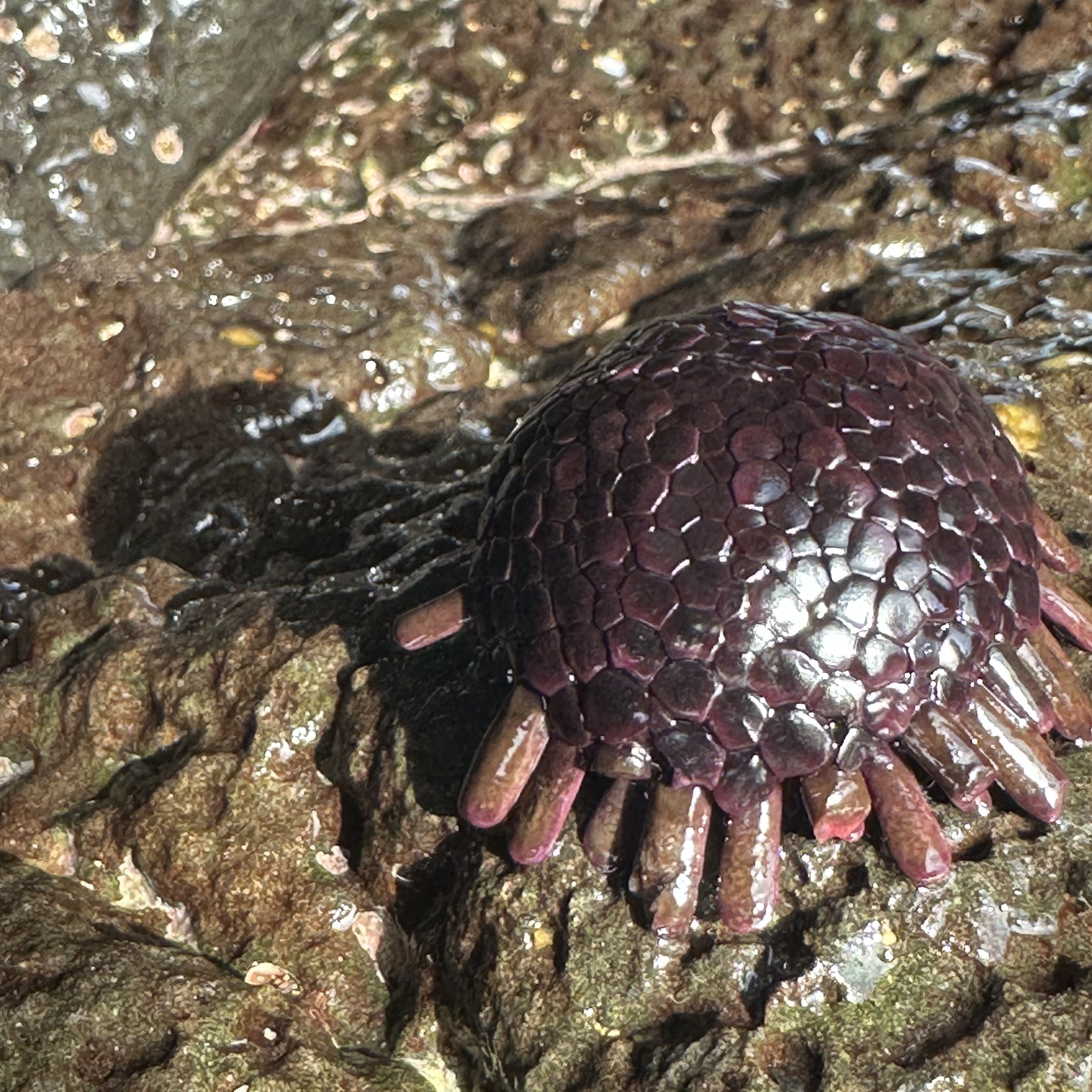 Hawaii tide pooling, Go tide pooling in Hawaii, what you might see tide pooling, tropical tide pools, volcanic tide pools, shingle urchin