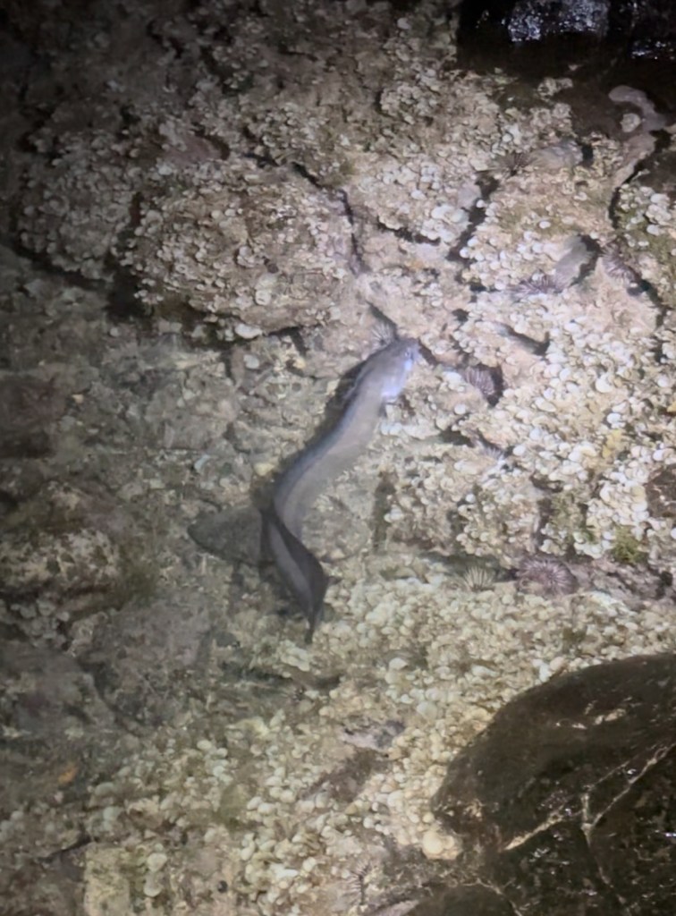 tide pooling in hawaii, Tide pooling, low tide, tide pooling logs, hawaii, conger eel