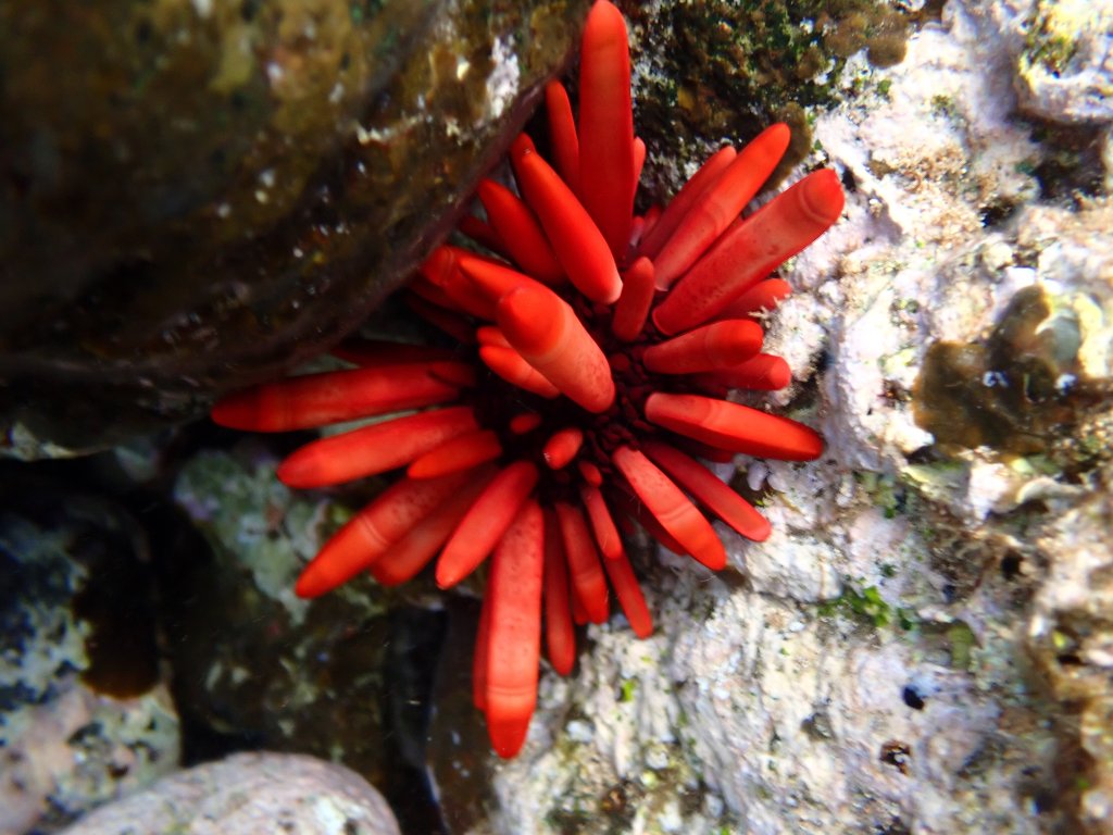 tide pooling in hawaii, Tide pooling, low tide, tide pooling logs, hawaii, pencil spine sea urchin