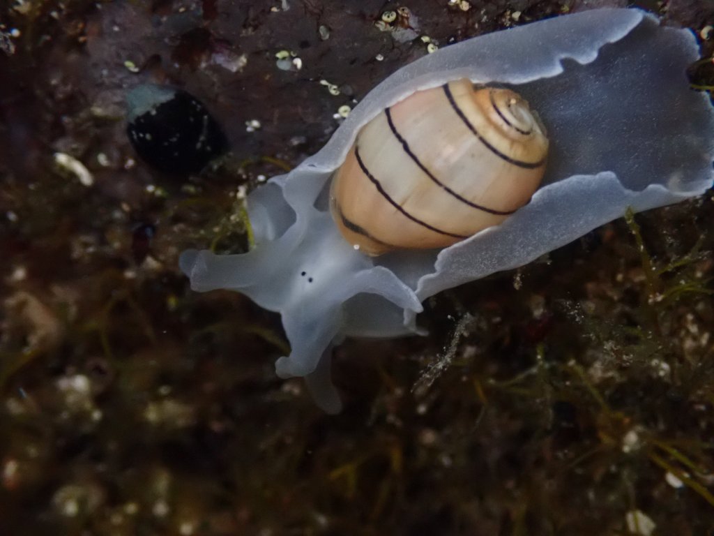 tide pooling in hawaii, Tide pooling, low tide, tide pooling logs, hawaii, paper bubble snail