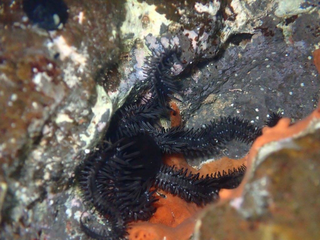 tide pooling in hawaii, Tide pooling, low tide, tide pooling logs, hawaii, brittle star