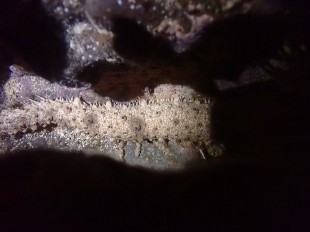 tide pooling in hawaii, Tide pooling, low tide, tide pooling logs, hawaii, sea cucumber