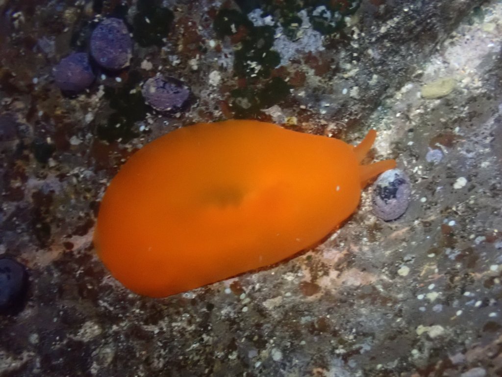 tide pooling in hawaii, Tide pooling, low tide, tide pooling logs, hawaii, orange gumdrop