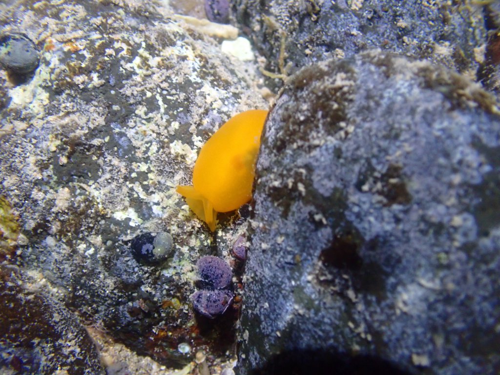 tide pooling in hawaii, Tide pooling, low tide, tide pooling logs, hawaii, orange gumdrop