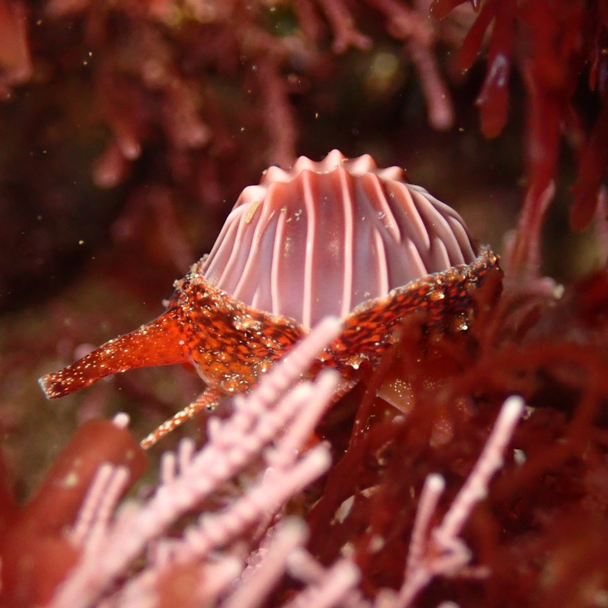 Sea-not-quite slugs: Trivia, Erato, and&nbsp;Allies